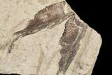 Fossil Fish (Gosiutichthys) Mortality Plate - Lake Gosiute #87808-3